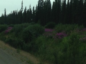 Fireweed