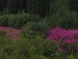 Fireweed2