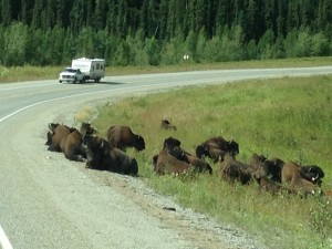 HerdBisonResting