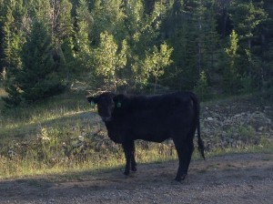 The cow on the road